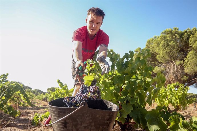 Un trabajador recoge uvas en el campo 