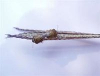 La Junta inicia este jueves el tratamiento fitosanitario para el control de la pudenta del arroz