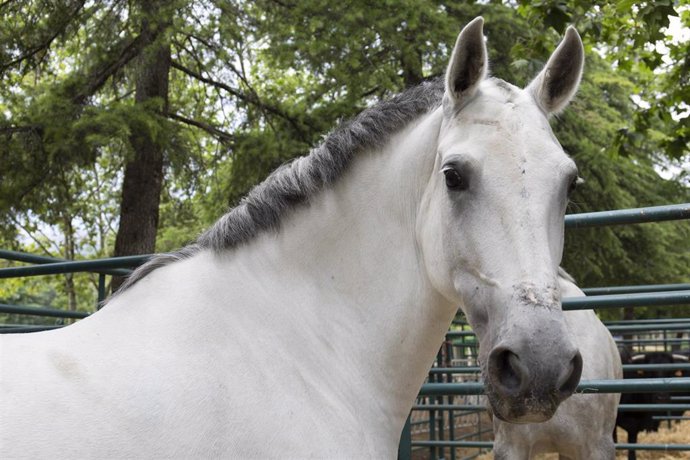 Archivo - Un caballo.