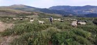 Las Guerras Cántabras promocionarán los sistemas de producción de carne de pasto que impulsa el CIFA
