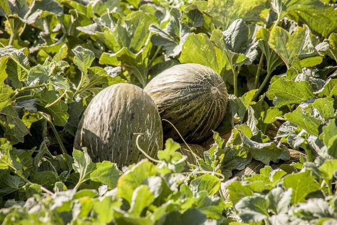 Archivo - Imagen de melones en el campo