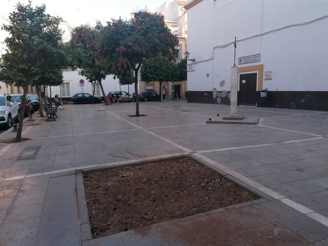 Imagen de la Plaza de las Mercedarias, donde el pasado 16 de agosto se desplomó un ejemplar Brachychiton que tenía las raíces podridas, "causa" de la caída.