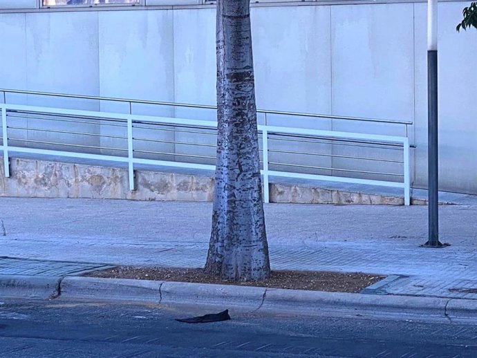 Acera y alcorque el polígono.