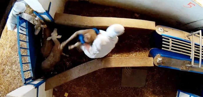 Un trabajador de un matadero lanzando una oveja.