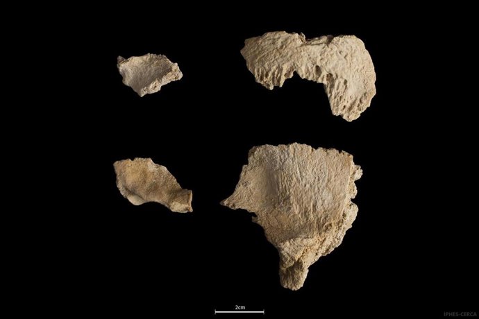 Hallan restos de un cráneo de Neandertal de hace 60.000 años en el yacimiento del Abric Romaní de Capellades (Barcelona)