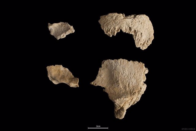 Restes del crani de neandertal 