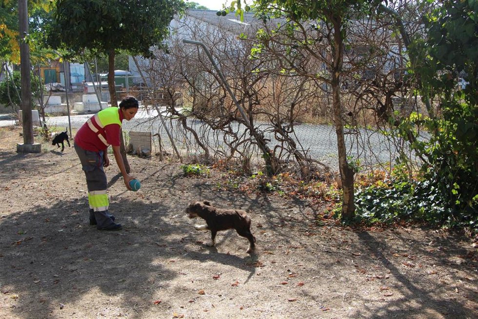 Servicio municipal del Centro de Protección y Control Animal Ignacio Vázquez Muñoz del Ayuntamiento de Sevilla.