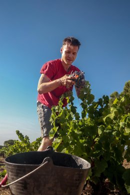 Un trabajador recoge uvas en el campo, a 23 de agosto de 2022, en San Martín de Valdeiglesias, Madrid (España). 