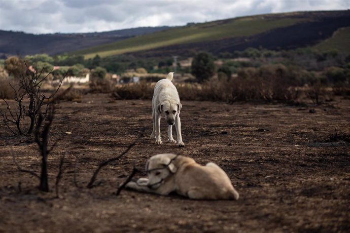 Archivo - Dos perros tras el incendio sofocado hace dos días e iniciado el pasado día 15 en la Sierra de la Culebra, a 21 de junio de 2022, en  Cabañas de Aliste, Zamora, Castilla y León (España).