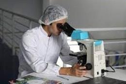 Archivo - Un investigador utiliza un microscopio.