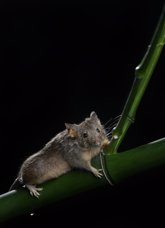 Foto: Consiguen en el laboratorio cambios genéticos en ratones que en la escala evolutiva tardan un millón de años