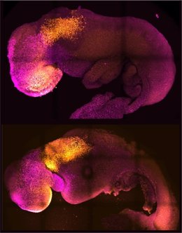 Crean a partir de múltiples células madre un embrión de ratón "sintético" con cerebro y corazón que late.