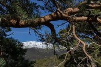 La recreación de 130.000 años de dietas de mamíferos muestra el alcance de la crisis de la biodiversidad