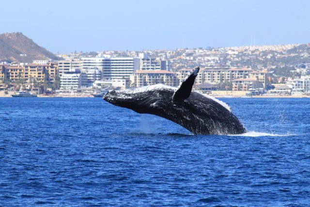 Avistamiento de ballenas en Los Cabos (México)