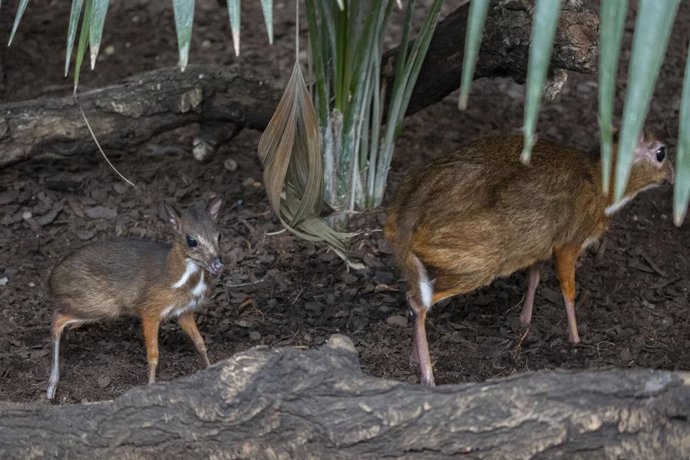 Archivo - Nuevo ciervo ratón, el rumiante más pequeño del mundo, nacido en Bioparc Fuengirola