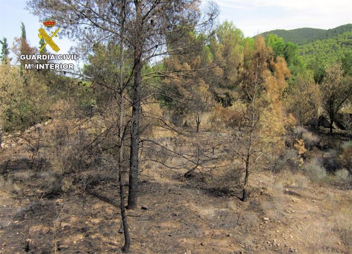 Árboles calcinados en el incendio forestal de San José de la Montaña, en Murcia