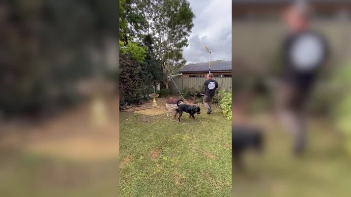 El mejor amigo del hombre: este perro ayuda a su dueño a podar su árbol