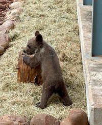 El osezno 'Martín' evoluciona de forma favorable en Cantabria y podrá volver pronto a León