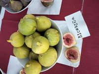 Promueven el cultivo de higueras en Canarias para impulsar la oferta de higos más allá de los meses de verano