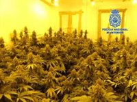 Detenidos 5 hombres como presuntos responsables de plantaciones de marihuana en Murcia, Molina y Alcantarilla