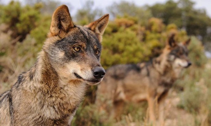 Conservación y gestión del lobo (Canis lupus)