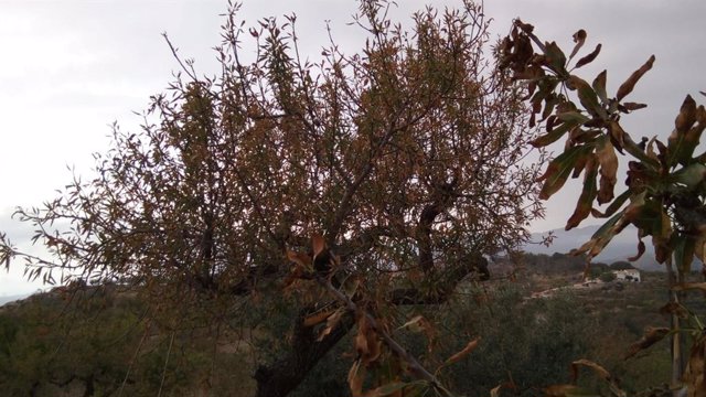 Archivo - Foto de un almendro con Xylella