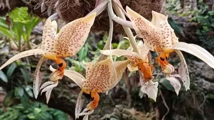 Florece por primera vez en Parque Botánico-Orquidario de Estepona una orquídea con fragancia a chocolate blanco