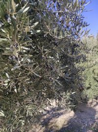 La sequía puede reducir la cosecha de aceituna en Córdoba un 50% con hasta 500 millones de euros de pérdidas