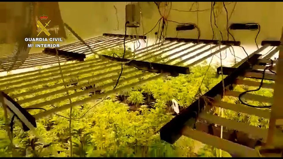 Intervienen más de 670 plantas de marihuana en  tres viviendas de Benifaió (Valencia)