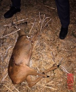 Investigado un vecino de la Merindad de Sangüesa por cazar una hembra de corzo en tiempo de veda.