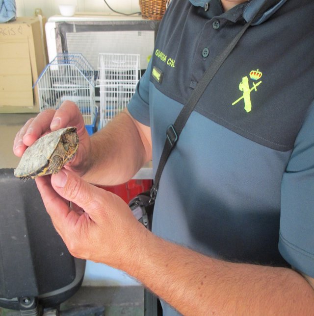 Ejemplar de tortuga recuperado por la Guardia Civil y depositado en el CREA.