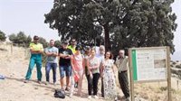 La Junta revisa el proyecto para restaurar el árbol más grande de Andalucía y lo protege con vallas y señales