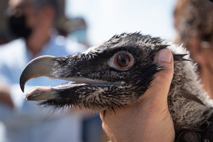 La última pareja de quebrantahuesos liberada por Transición Ecológica en la Tinena de Benifass da sus primeros vuelos