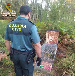 Retiran una jaula metálica para caza ilegal en Vilaboa (Pontevedra)