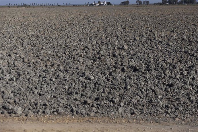 Tierras de cultivo de arroz sin sembrar a causa de la sequía. 