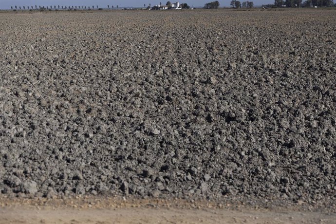 Tierras de cultivo de arroz sin sembrar a causa de la sequía. A 26 de agosto de 2022 en Sevilla (Andalucía, España). Los arroceros andaluces han destacado que intentarán "cubrir los gastos del cultivo" con una producción mínima de en torno a los 6.000 k