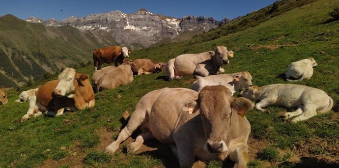 Vacas en un prado pirenaico