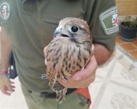 Rescatado en buenas condiciones un cernícalo común en la cárcel de Extremera