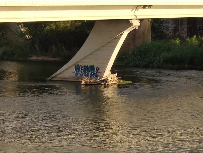Troncos de árboles trabados en los puentes del río Ebro a su paso por Zaragoza