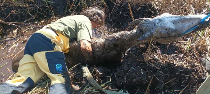 Rescate de una yegua que ha caído en una zona embarrada de S'Albufera
