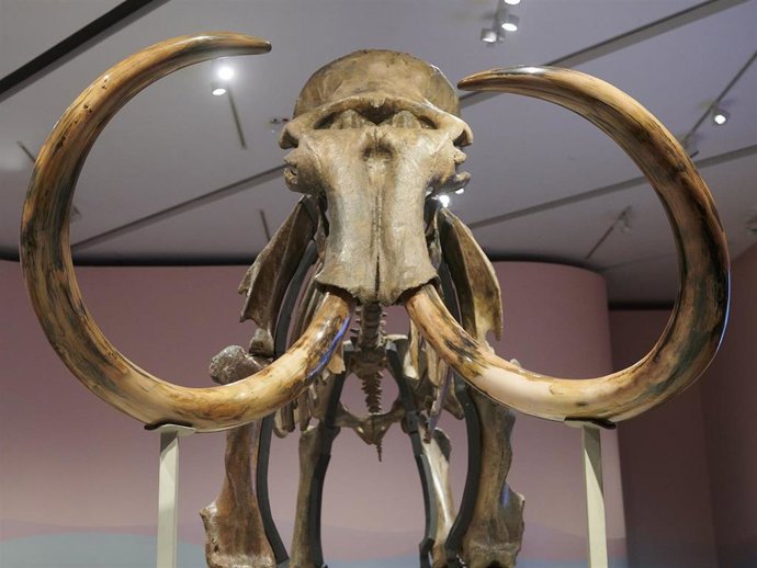 Archivo - Vista frontal del cráneo del mamut en la exposición del CaixaForum de Zaragoza.