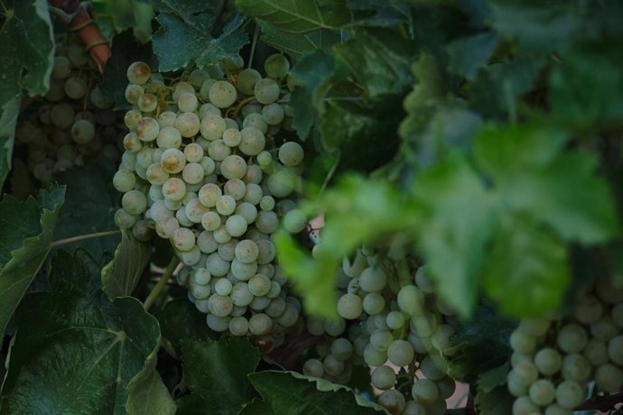 Un racimo de uvas durante la vendimia