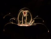 Foto: Investigadores españoles descifran el genoma de la medusa inmortal