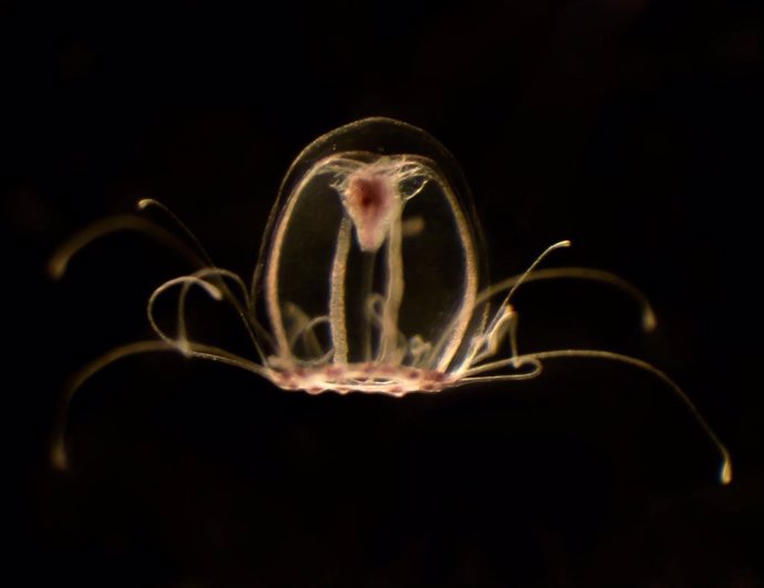 Medusa inmortal (Turritopsis dohrnii)