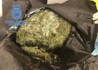 Desmantelado un cultivo indoor en Humanes con 1.600 plantas