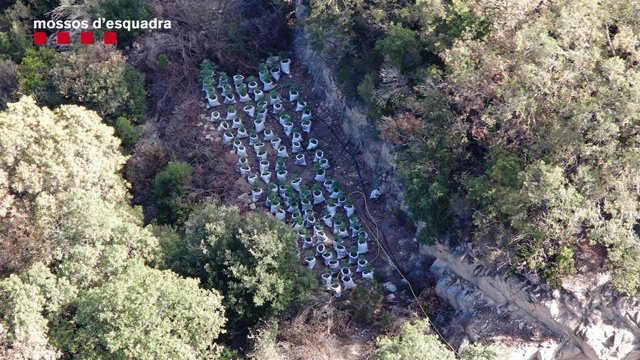 Imatge de la planta de marihuana al pantà de Susqueda