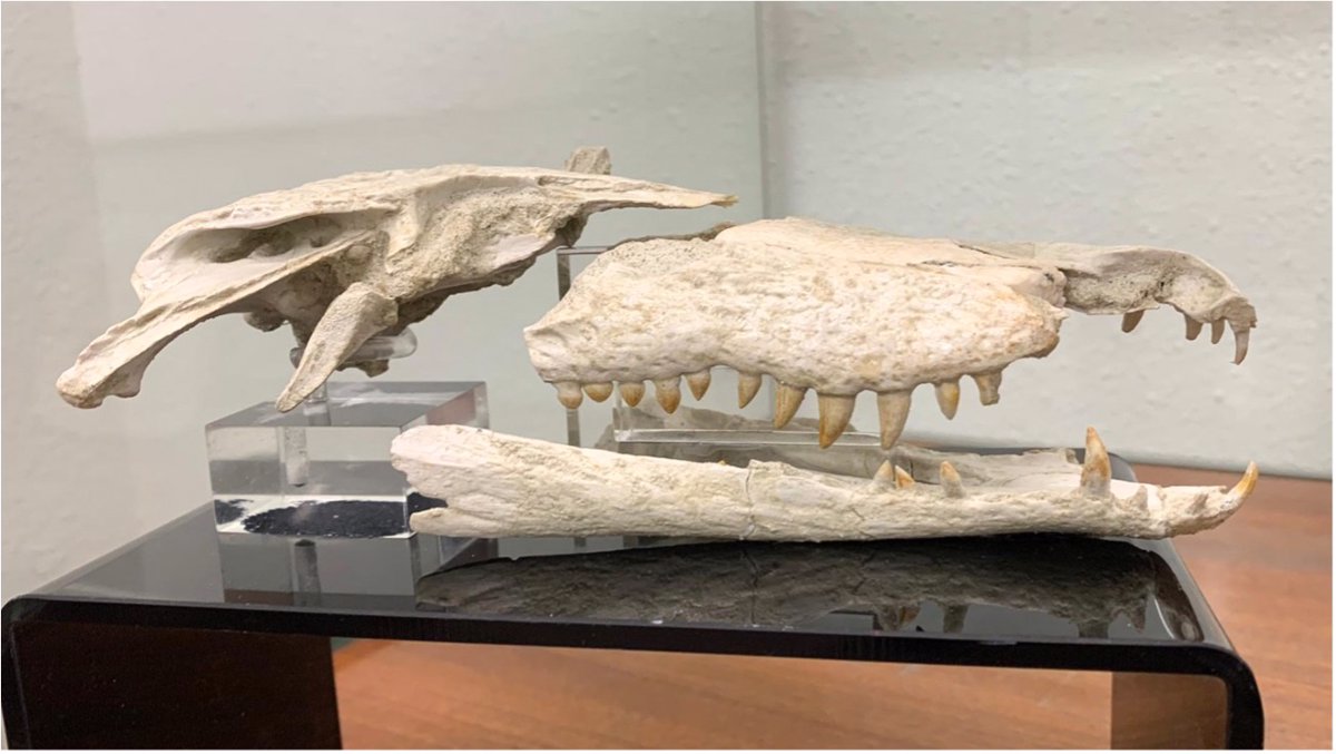 Estudian el interior del cráneo de uno de los cocodrilos fósiles más  pequeños