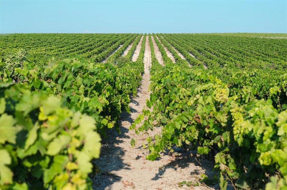 Archivo - Cádiz.- El Marco de Jerez inicia su vendimia más temprana desde que existen registros
