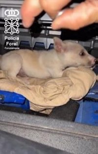 Denunciado un ciudadano italiano por introducir un perro en territorio de la UE desde Túnez