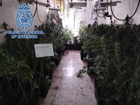 Incautadas más de 860 plantas y más de dos kilos de cogollos de marihuana en la zona norte de Granada